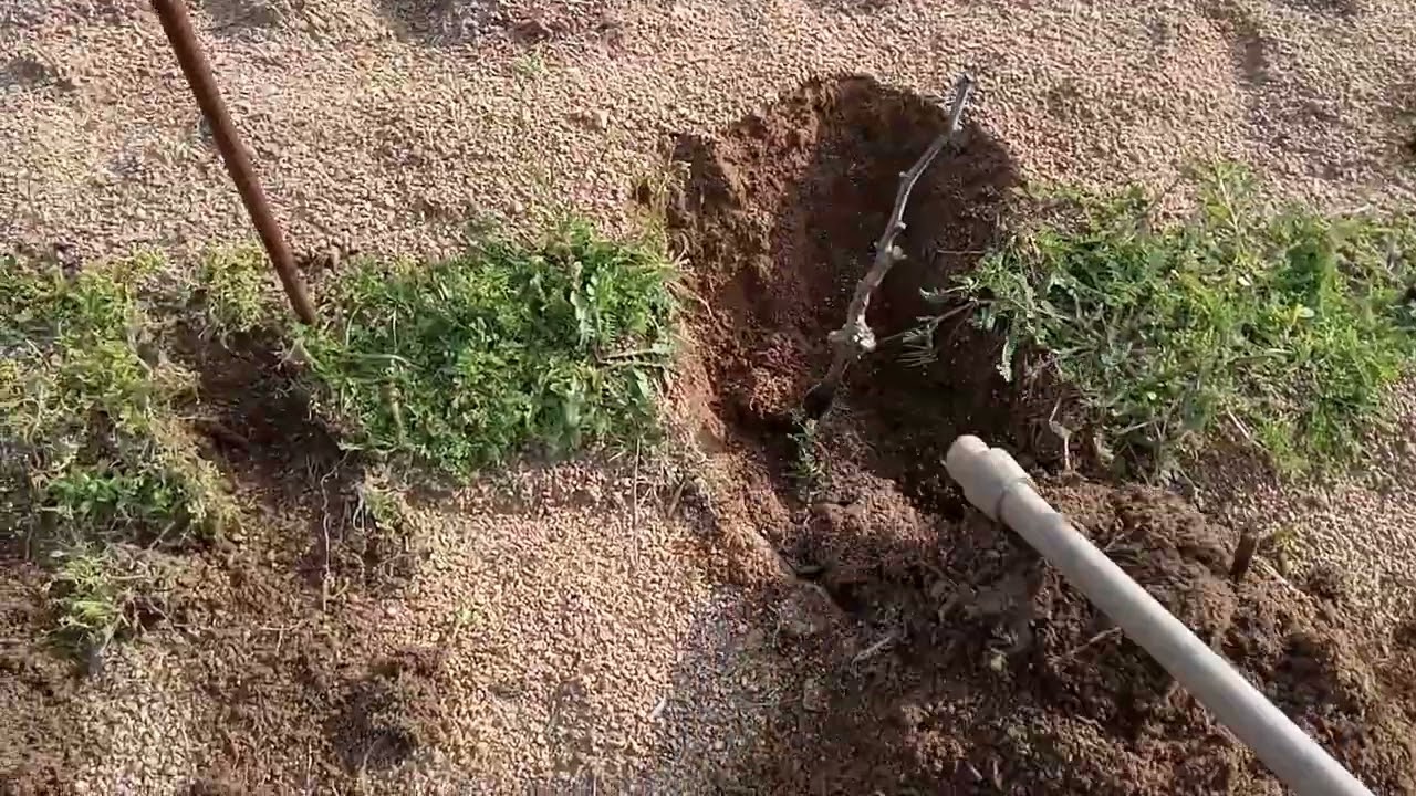 Scalzatura a mano della vigna
