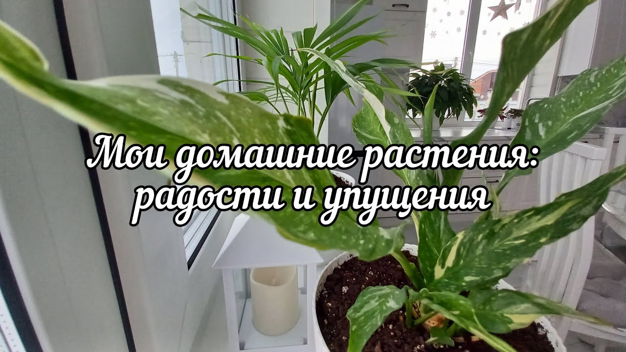 Ассортимент домашних растений, новогодняя коника