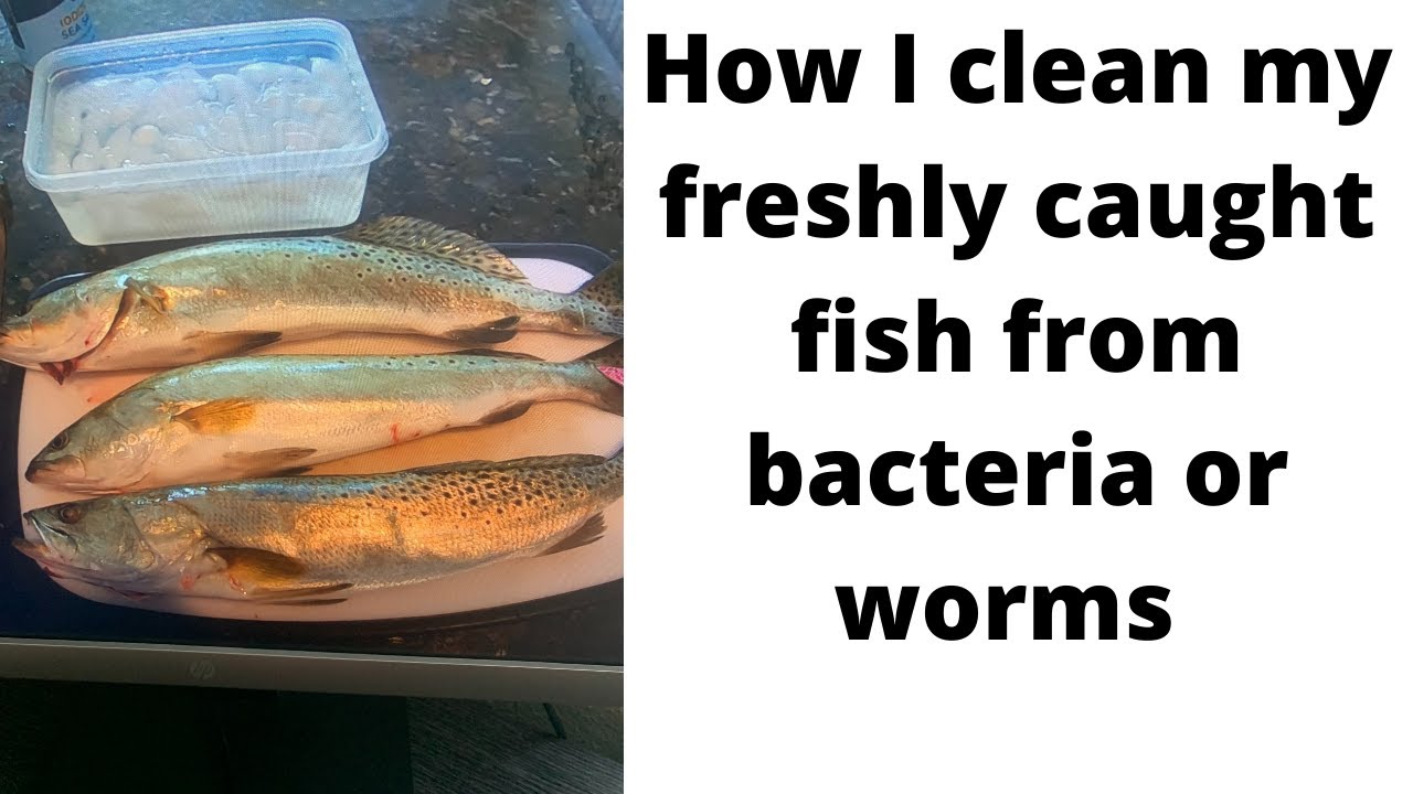 This is how I clean freshly caught fish from bacteria or worms 🎣🥂