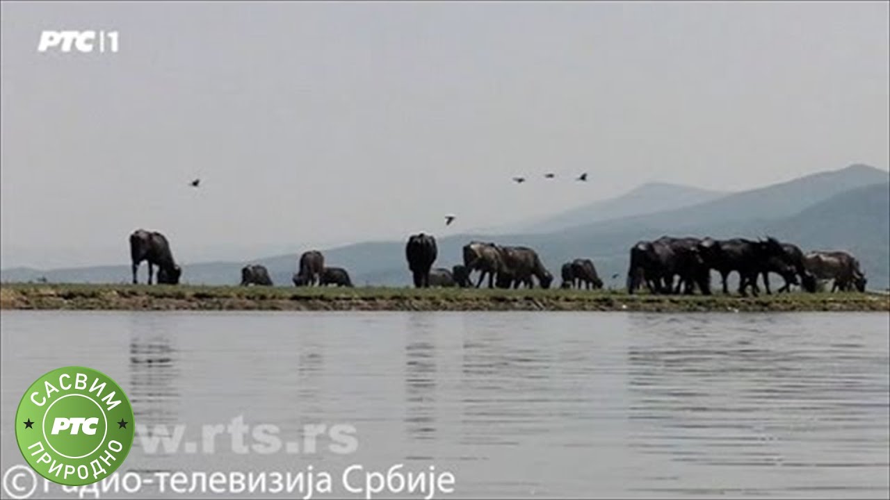 Sasvim prirodno: Jezero Kerkini, 1. deo (Jovan Memedović)