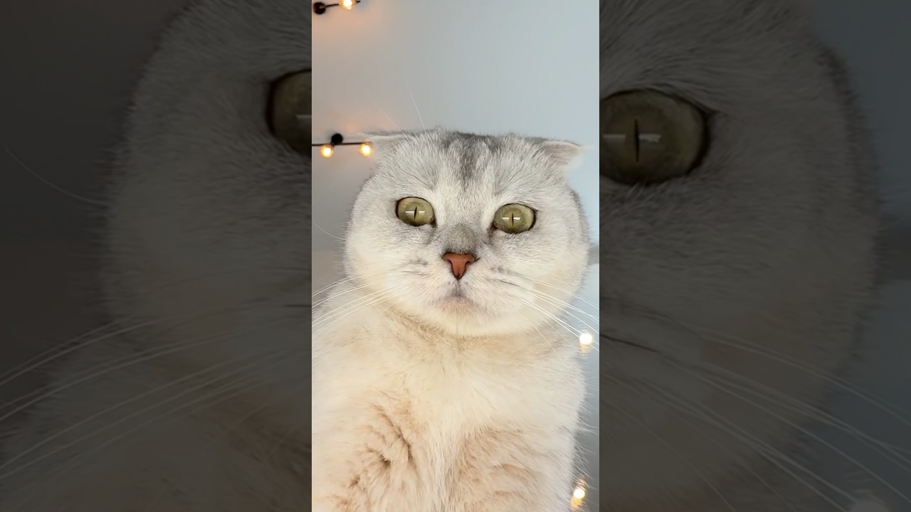 Любовь к покупкам оказалась сильнее&hellip;🙀