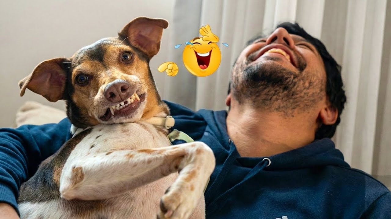 Hilarious Dogs That Will Make You Laugh Instantly 😂🐶 Funny Dog Video 2026