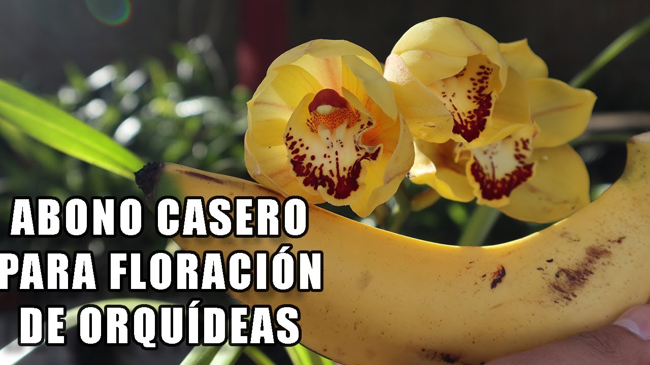 Abono de Plátano para Floración de Orquideas || Orquiplanet