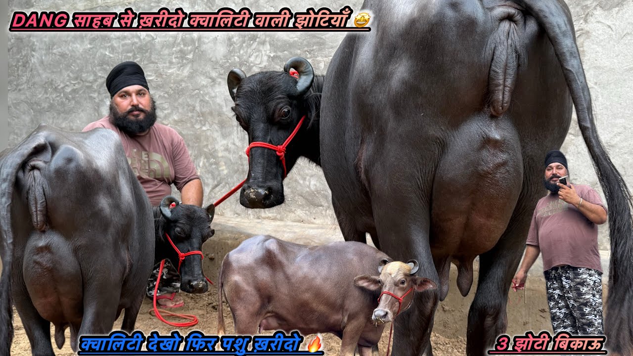 आज झोटी नहीं हीरे 💎ख़रीदो🔥फुल क्वालिटी 2-4 दाँत झोटियाँ बिकाऊ।Dang साहब से ख़रीदो नवाब हीरे ✅