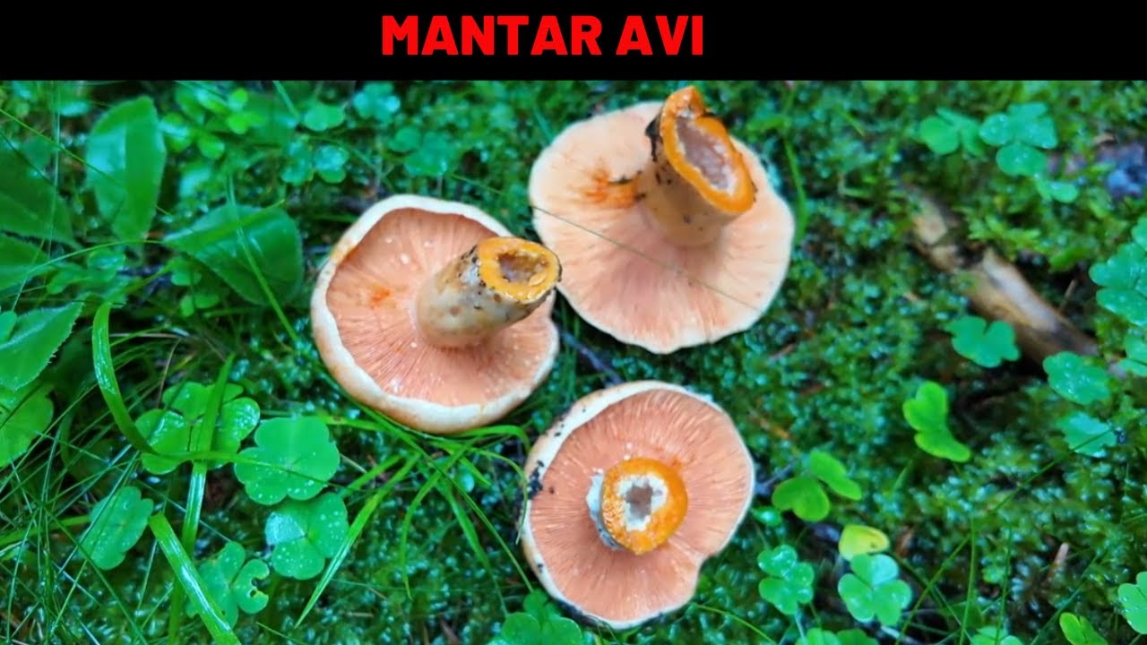 Mantar Avı 2024 (Montenegro)