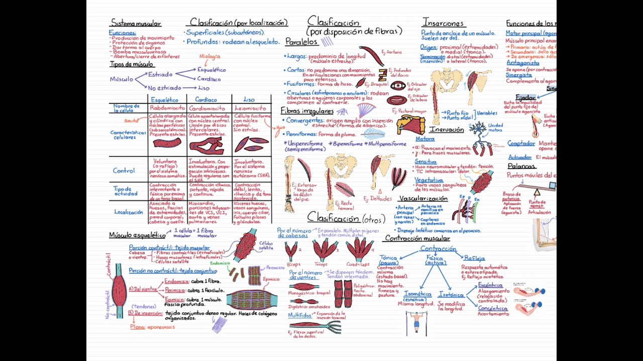 Anatomía. Curso Completo. Tema 6. Sistema muscular (miología)