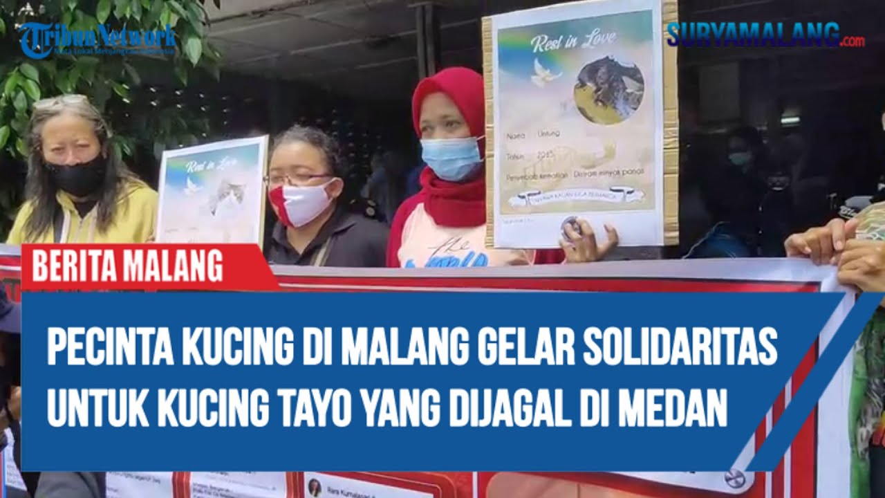 Pecinta Kucing di Malang Gelar Solidaritas untuk Kucing Tayo yang Dijagal di Medan