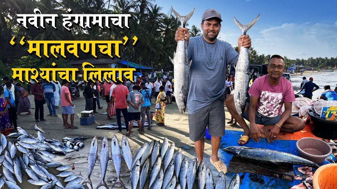 मालवणचा नविन हंगामाचा माश्यांचा लिलाव | Fish Auction Malvan 2025