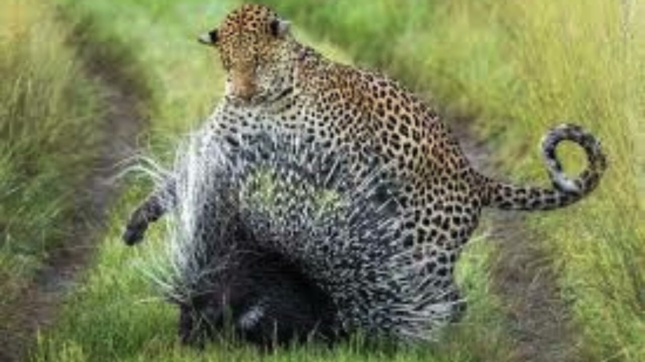 Pleistocene park samiler grassland project Maharashtra Indian porcupine  roles