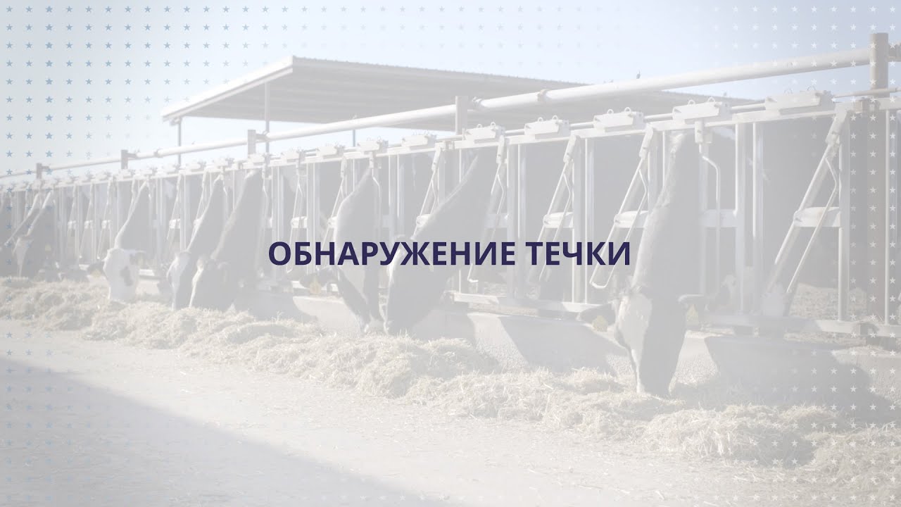 USLGE | Beef and Dairy | Detecting Estrus in U.S. Cattle (Russian)