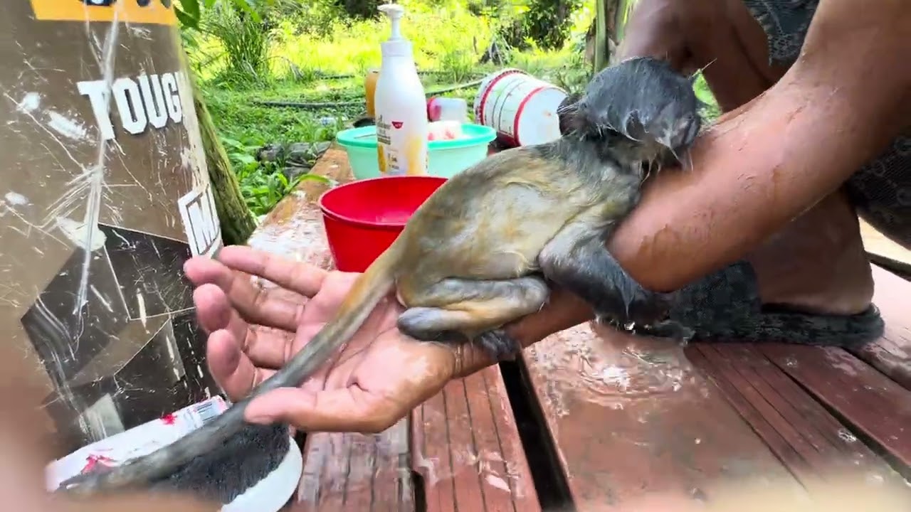 Bathe and clean the little monkey
