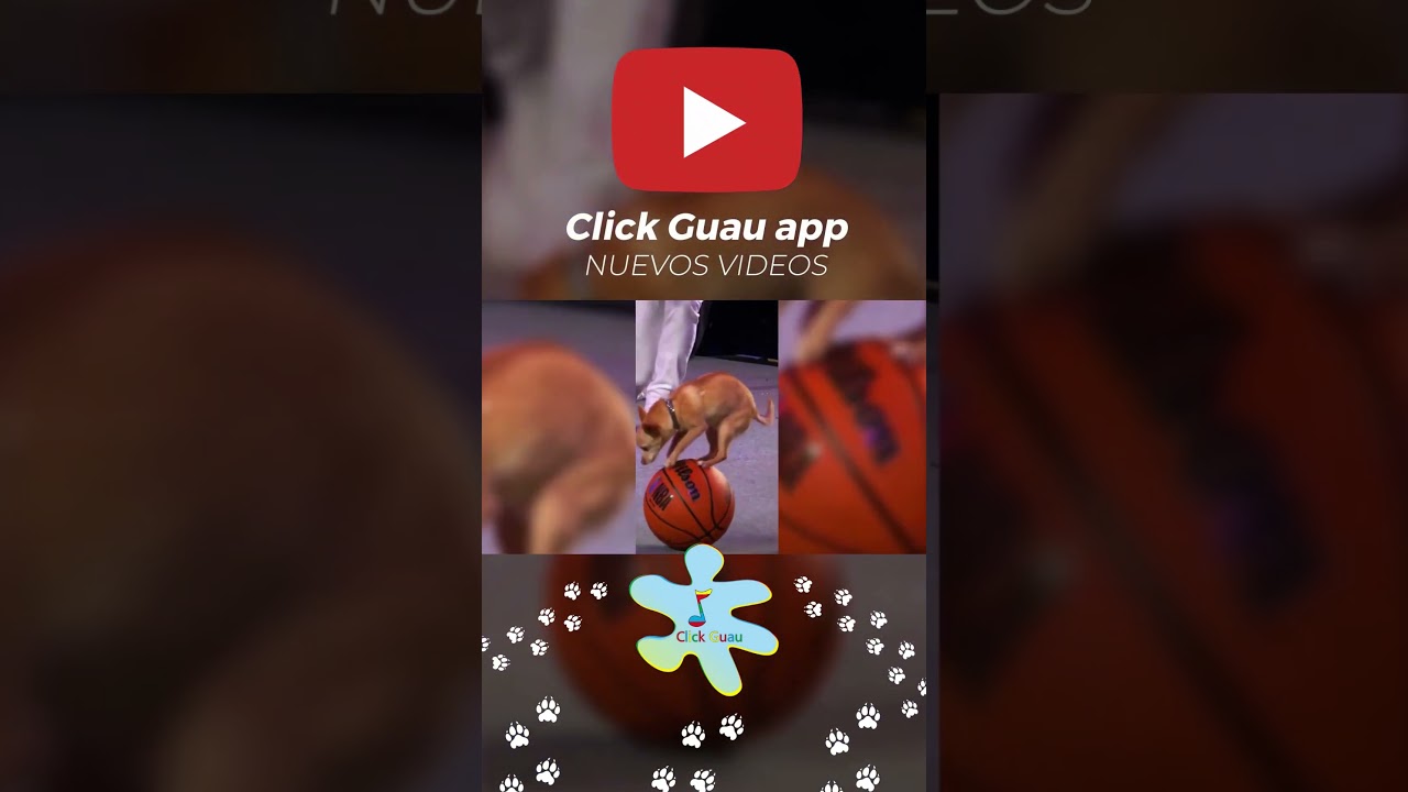 Click Guau app de Videos Cortos