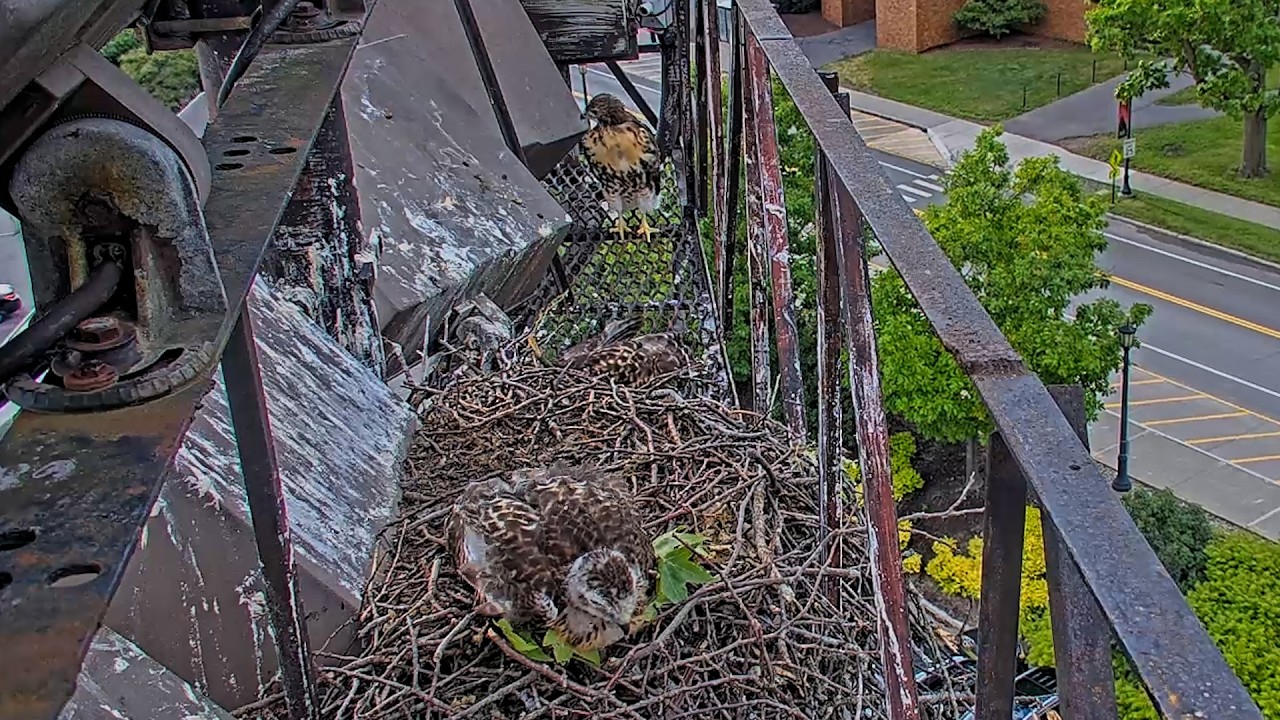 Red tailed Hawk Chick 