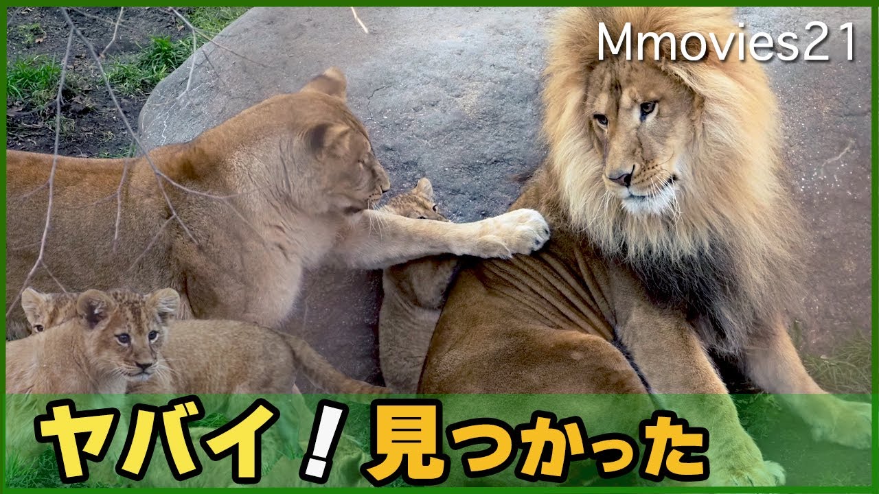 びっくりしたオリトの顔がｗ落ちた赤ちゃんライオンを助ける母イオ 鳴き声いろいろ〜育児風景(旭山動物園)