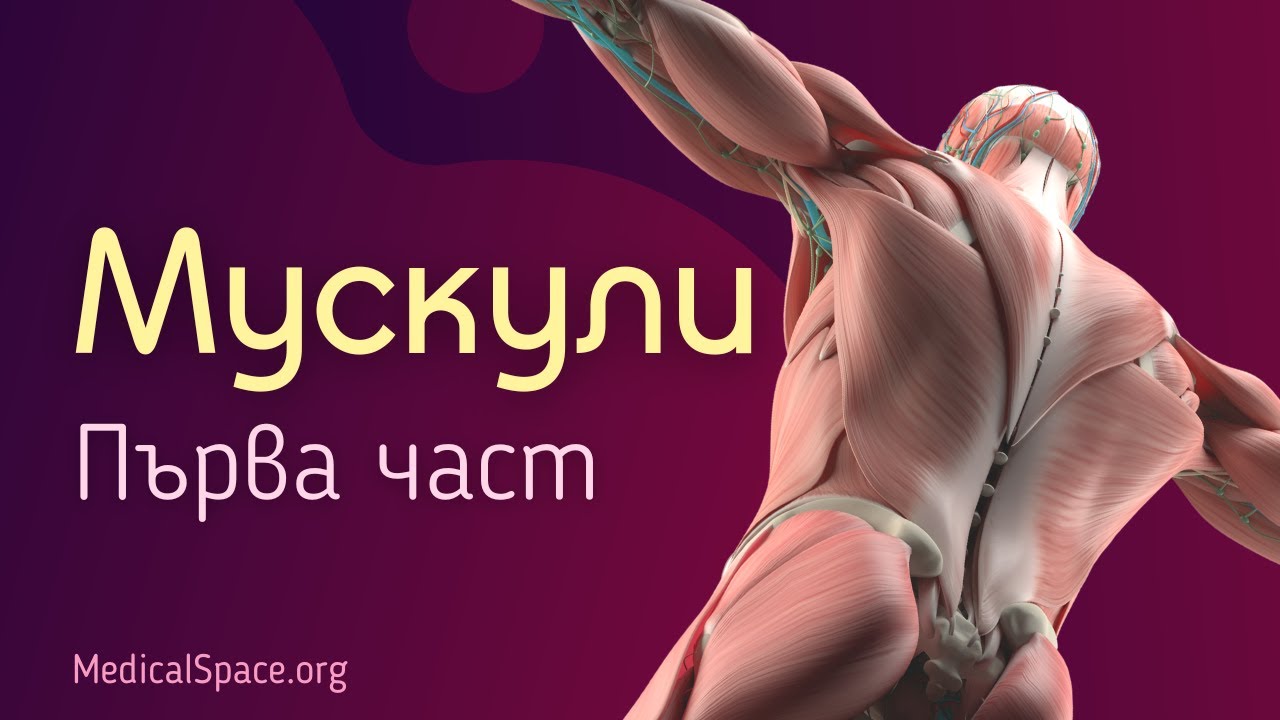 Опорно-двигателна система. Мускули. Първа част