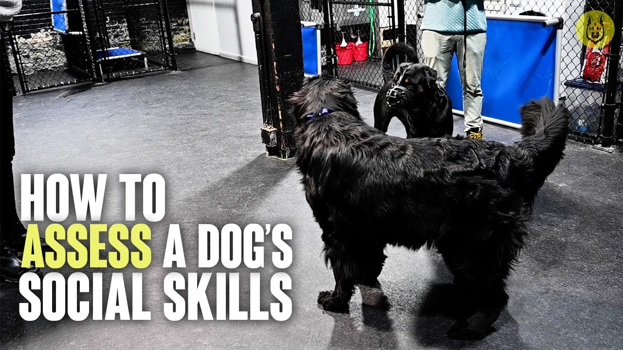 How To Assess A Dog's Social Skills