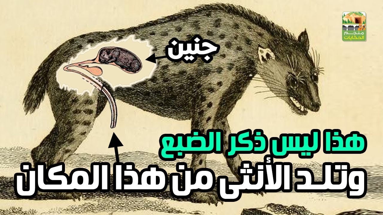 هل فعلا تغير الضباع نوعها من ذكر لأنثى كل عام؟ الإجابة ستذهلك جدا