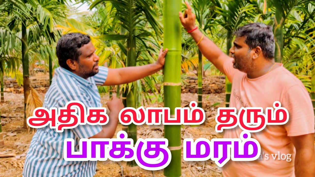 அதிக லாபம் தரும் பாக்குமரம் , காய் முதல் மட்டை வரை எல்லாமே பணம்