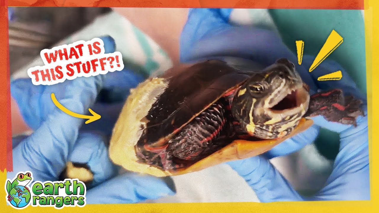 Why Are They Covering That Turtle in Goop?! | Earth Rangers