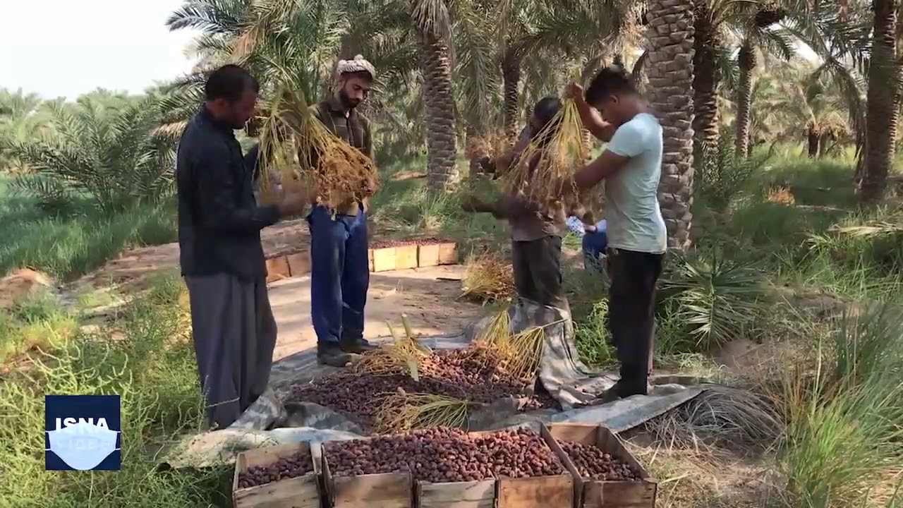 مشکلات نخل‌داران در شادگان خوزستان