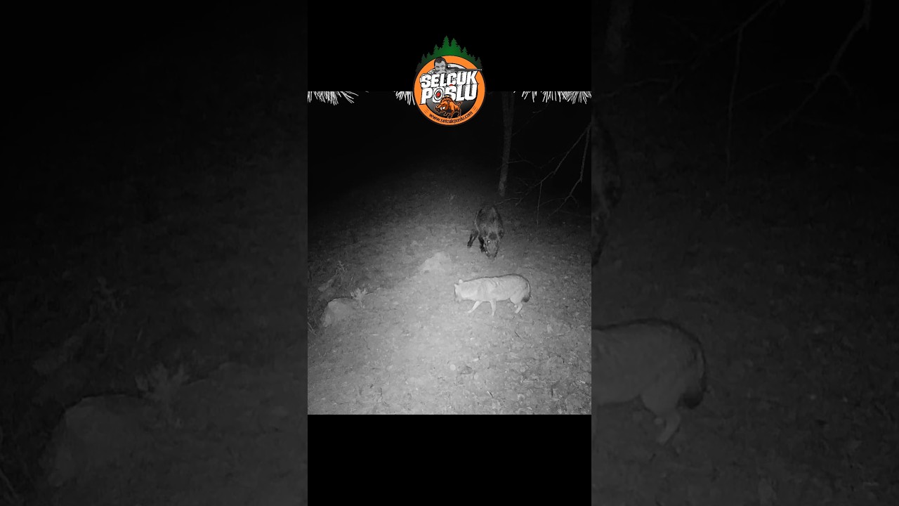 #hoghunting #hunting #wildboarhunting
