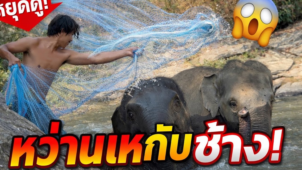 “ช้างมาช่วยหว่านแห่! แบบนี้จะได้ปลากี่ตัว 😱”	แต่ผลลัพธ์คือ…