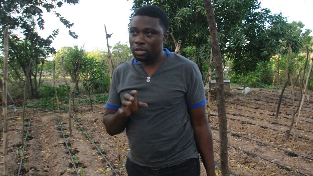 kilimo cha pilipili hoho stage 1 kangeta kilimo