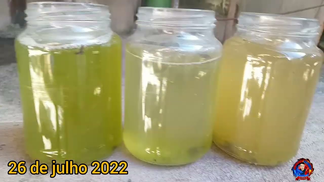 COMO CULTIVAR &Aacute;GUA VERDE DO ZERO