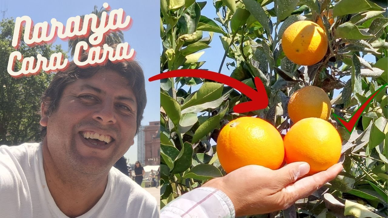 Naranja Navel CARA CARA, características y fechas de cosecha. Orange.