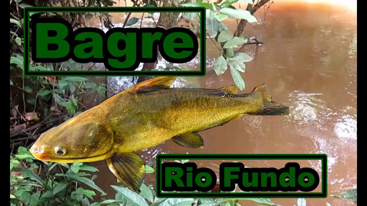 Bagres no Rio Fundo (Vlog Da Pesca)