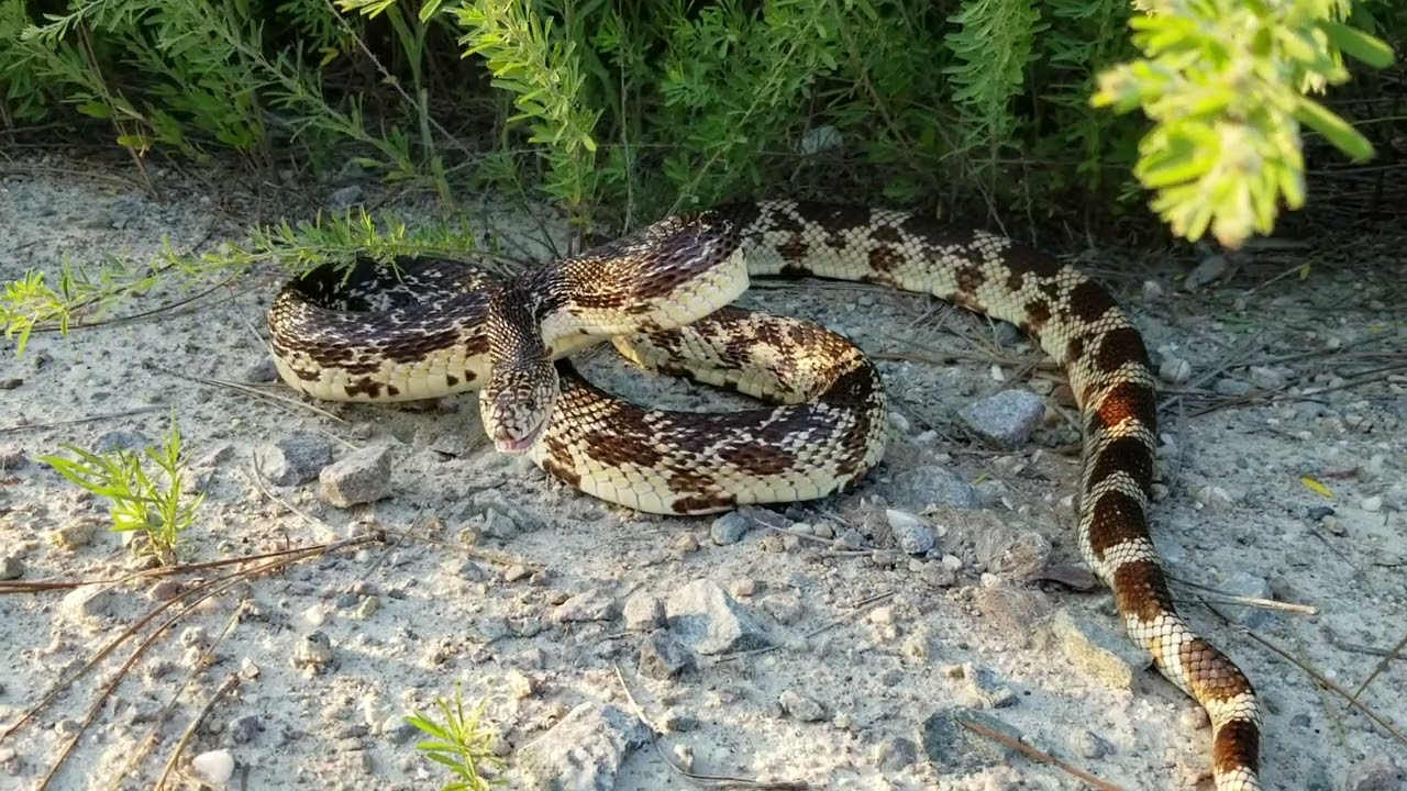 Northern Pine Snake hissing!!!