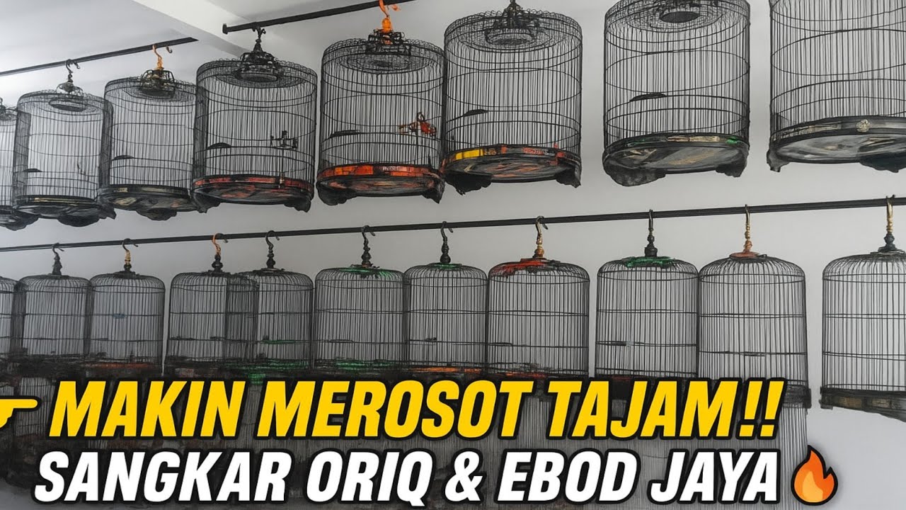 TURUN HARGA‼️ SANGKAR ORIQ & EBOD JAYA KUALITAS LOMBA🔥 DI JAKARTA‼️