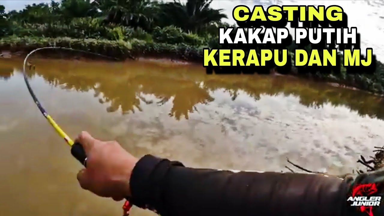CASTING KAKAP PUTIH KERAPU DAN MJ