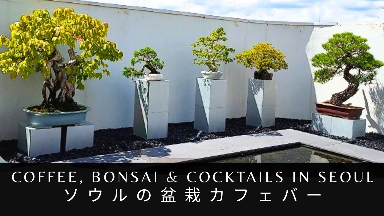 Coffee, Bonsai & Cocktails in Seoul 🌿ソウルの盆栽カフェバー 🌿