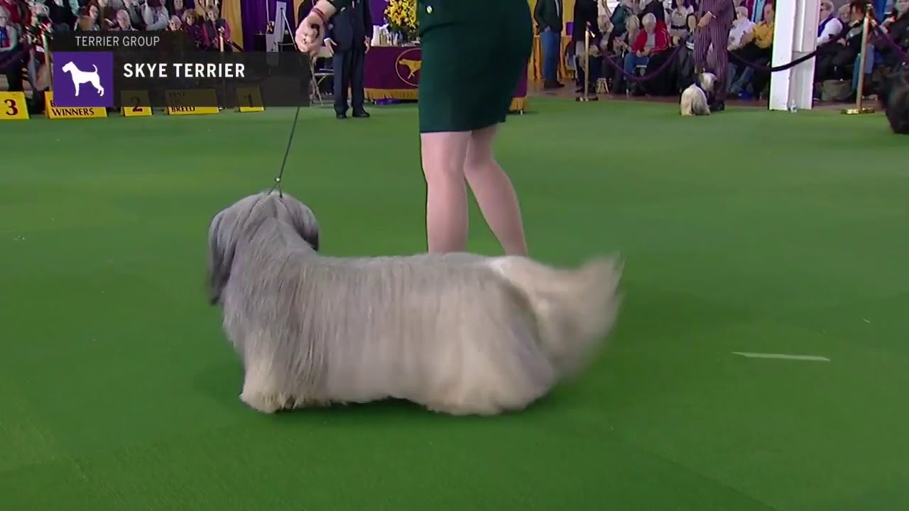 Skye Terriers | Breed Judging 2019