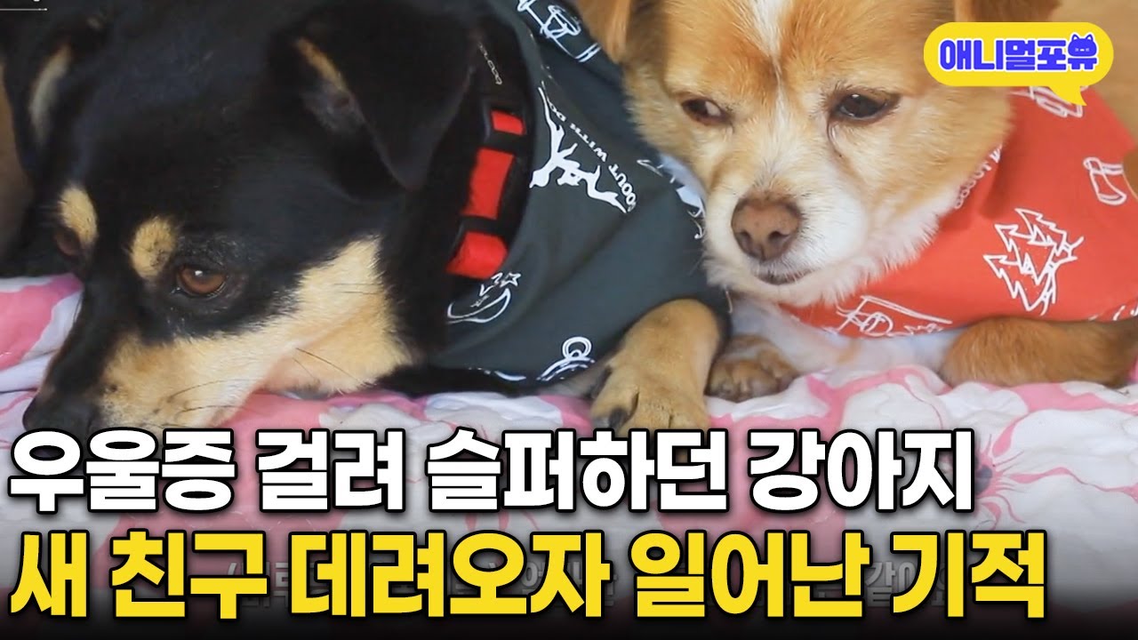 우울증 걸린 강아지에게 새 친구 만들어 줬더니 생긴 놀라운 변화 | KBS 동물극장 단짝 220430 방송