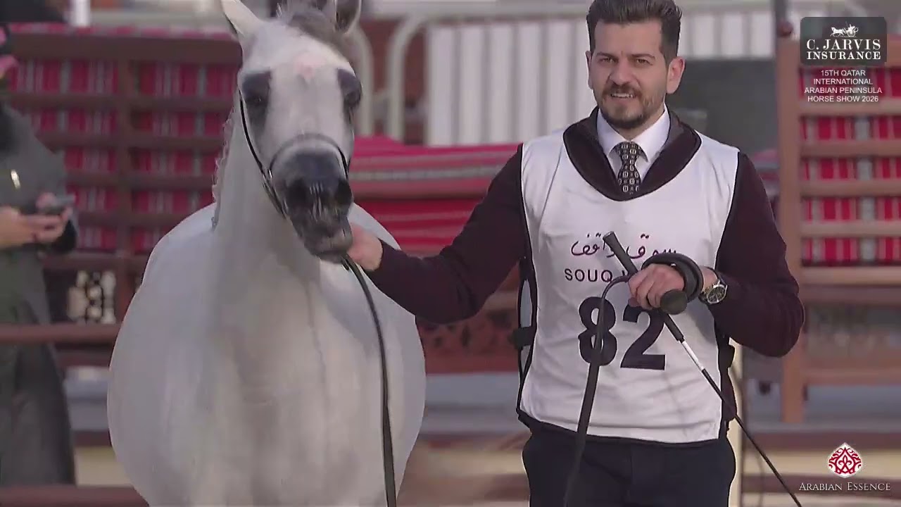 N 82 ALJOWHARA ABHER   15th Qatar International Arabian Peninsula Horse Show 2026   Fillies 3 Years
