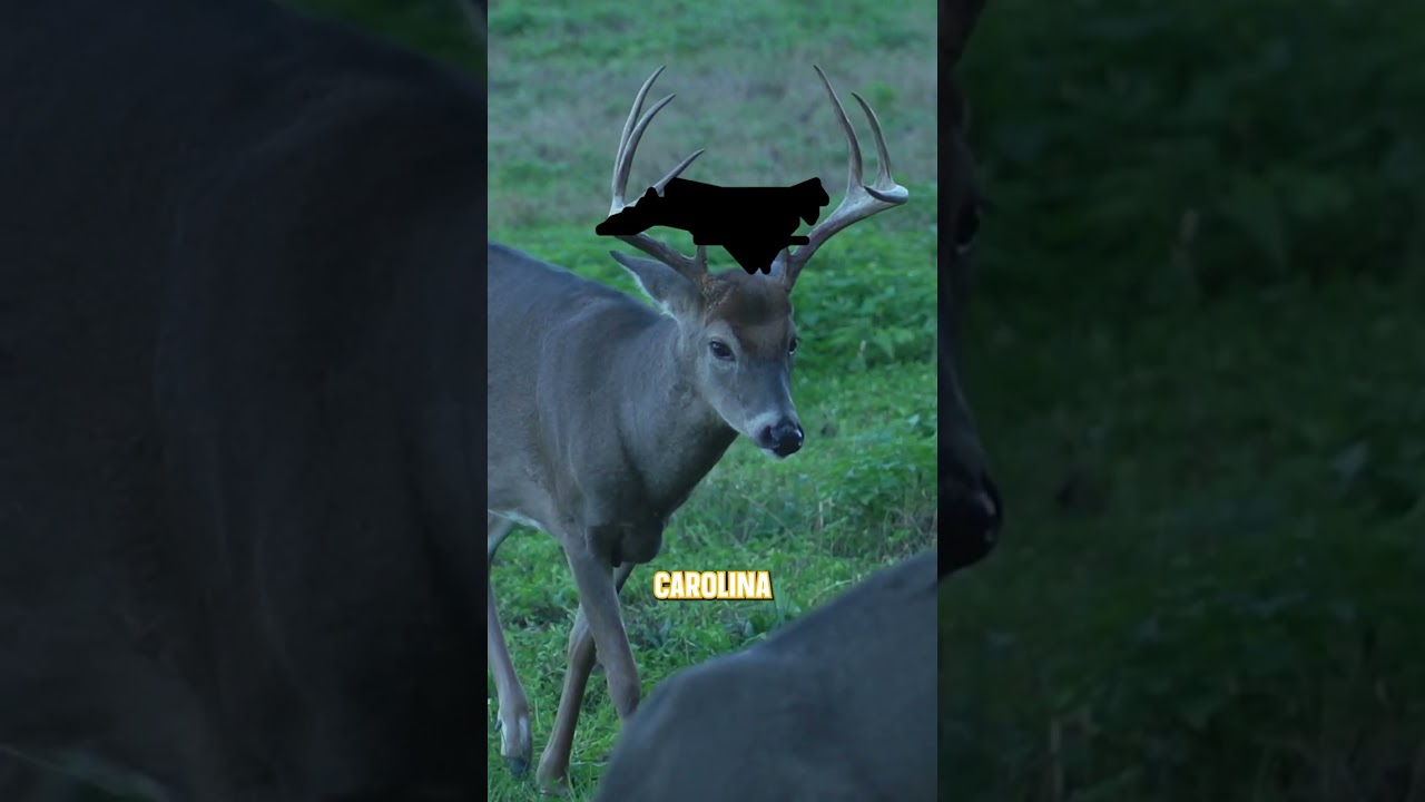 В каком штате самая высокая популяция оленей?🦌 #олень #охотананаоленей