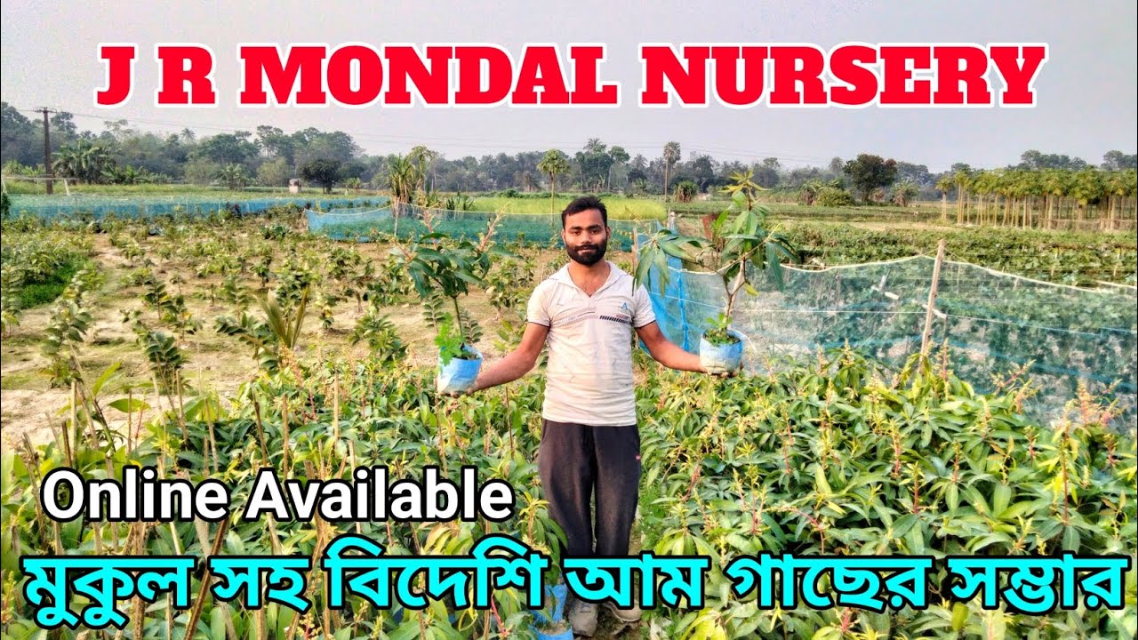 J R MONDAL NURSERY || Part - 1 || একটি করে গাছ গিফট || মুকুলসহ বিদেশি আম গাছের সম্ভার ||