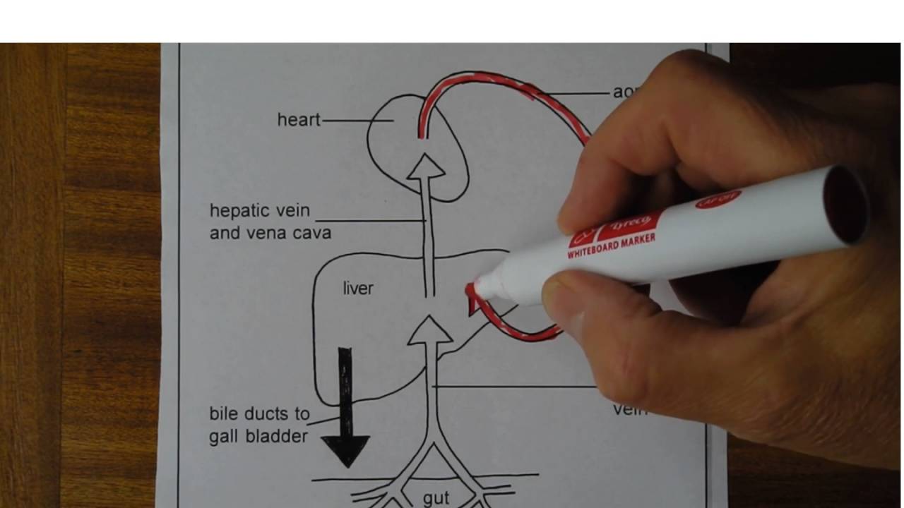 Liver A and P, Part 1, Full version