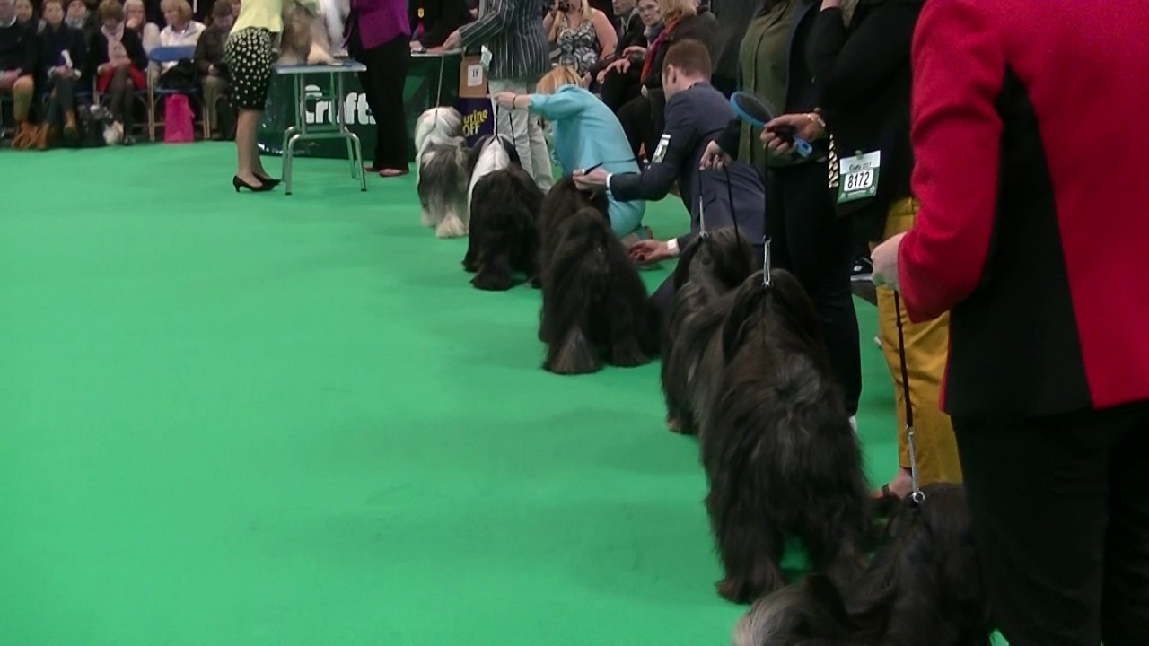 Tibetan Terrier in Crufts 2017