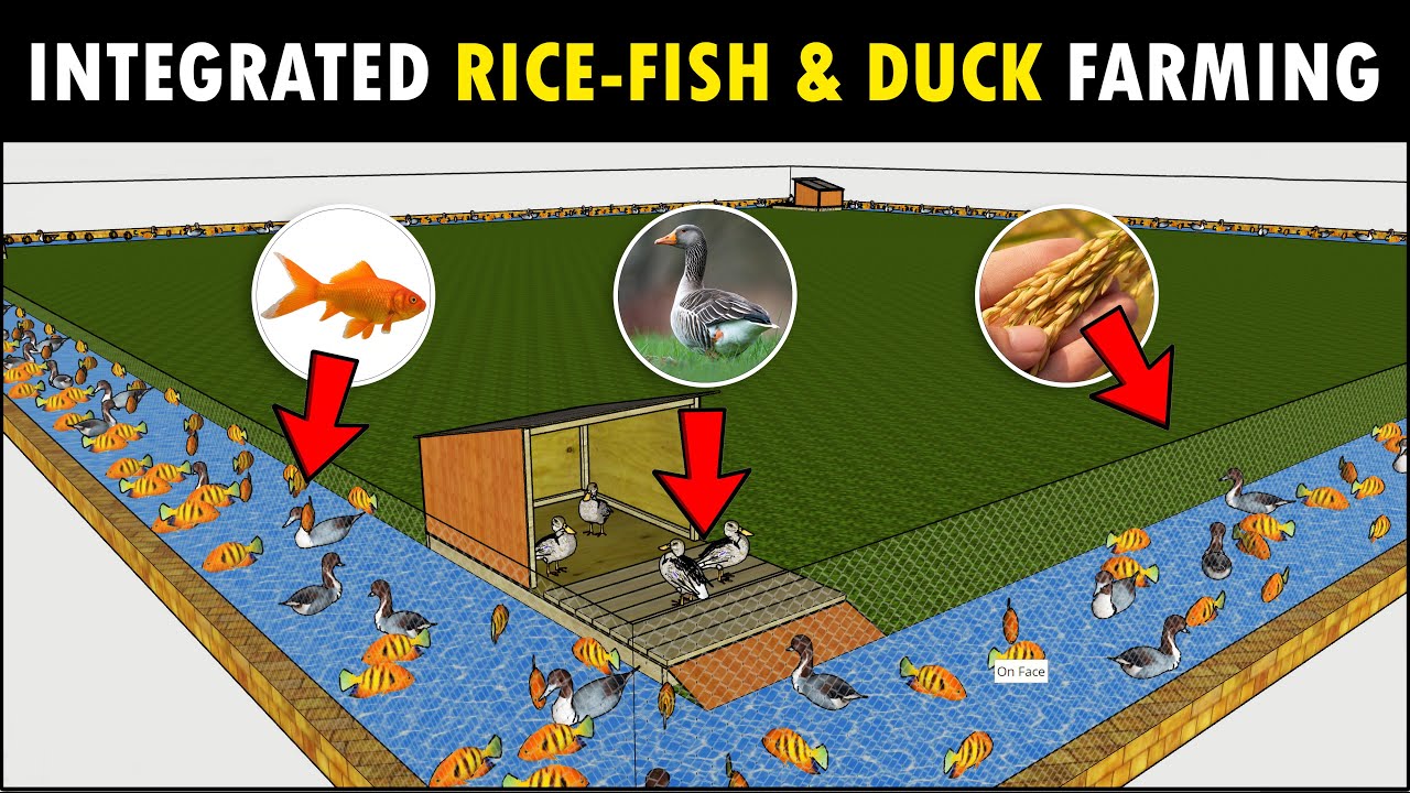 Integrated RICE-FISH and DUCK Farming | Modern Agriculture Farm Design