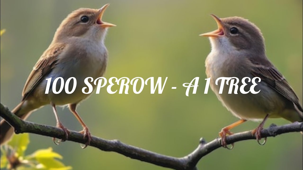 100+Sparrows Singing on One Tree. 3Hour Nature Sound for Sleep & Study#trending #new #greengigglesvs
