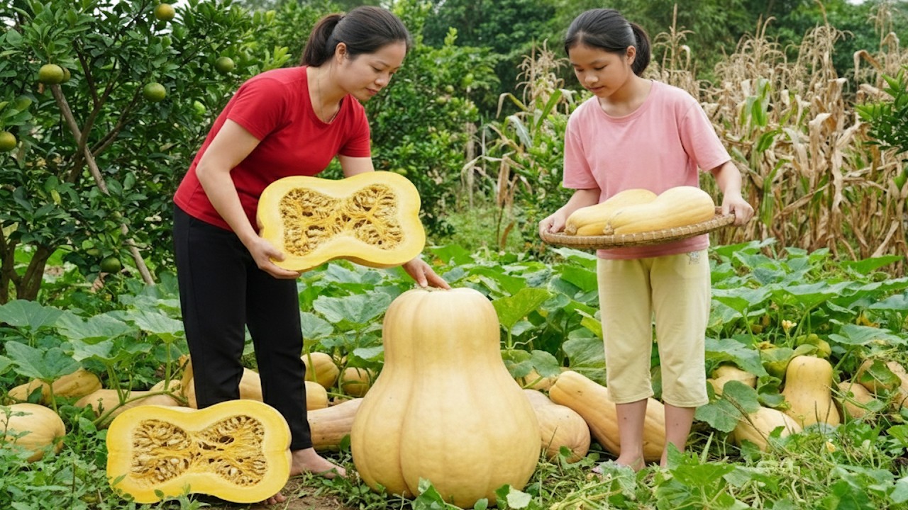 Harvest 1000+ Kg Of Bottle Gourd Fruit Goes to market sell - Cooking | My Daily Life
