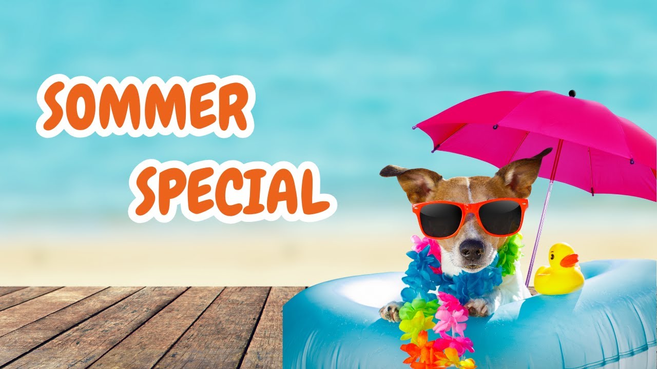 QCHEFS Sommerlive Hund