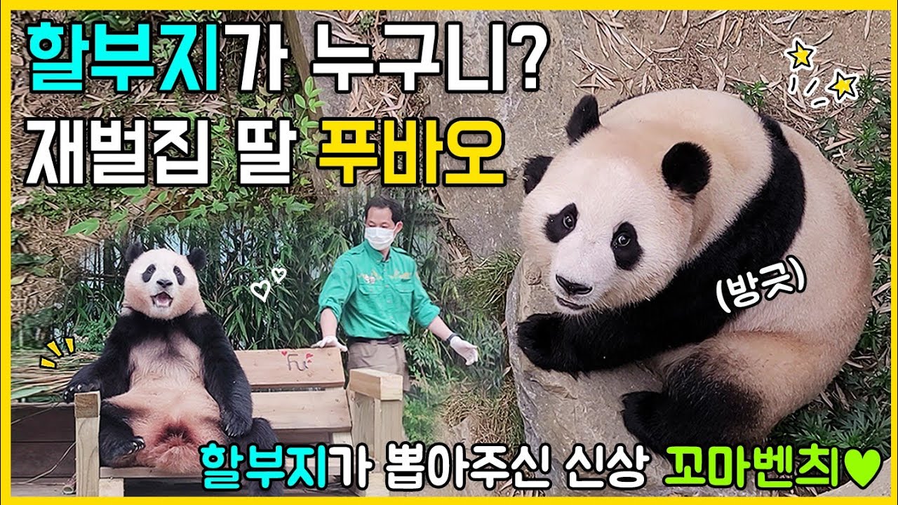 재벌집 막내딸 푸바오 신상 꼬마벤츼 뽑음🐼 대나무 서리하다 푸리비안베이에 퐁당 빠진 뚠빵이🤣 할부지의 선물! 푸바오와 러바오의 벤치 활용법🩷