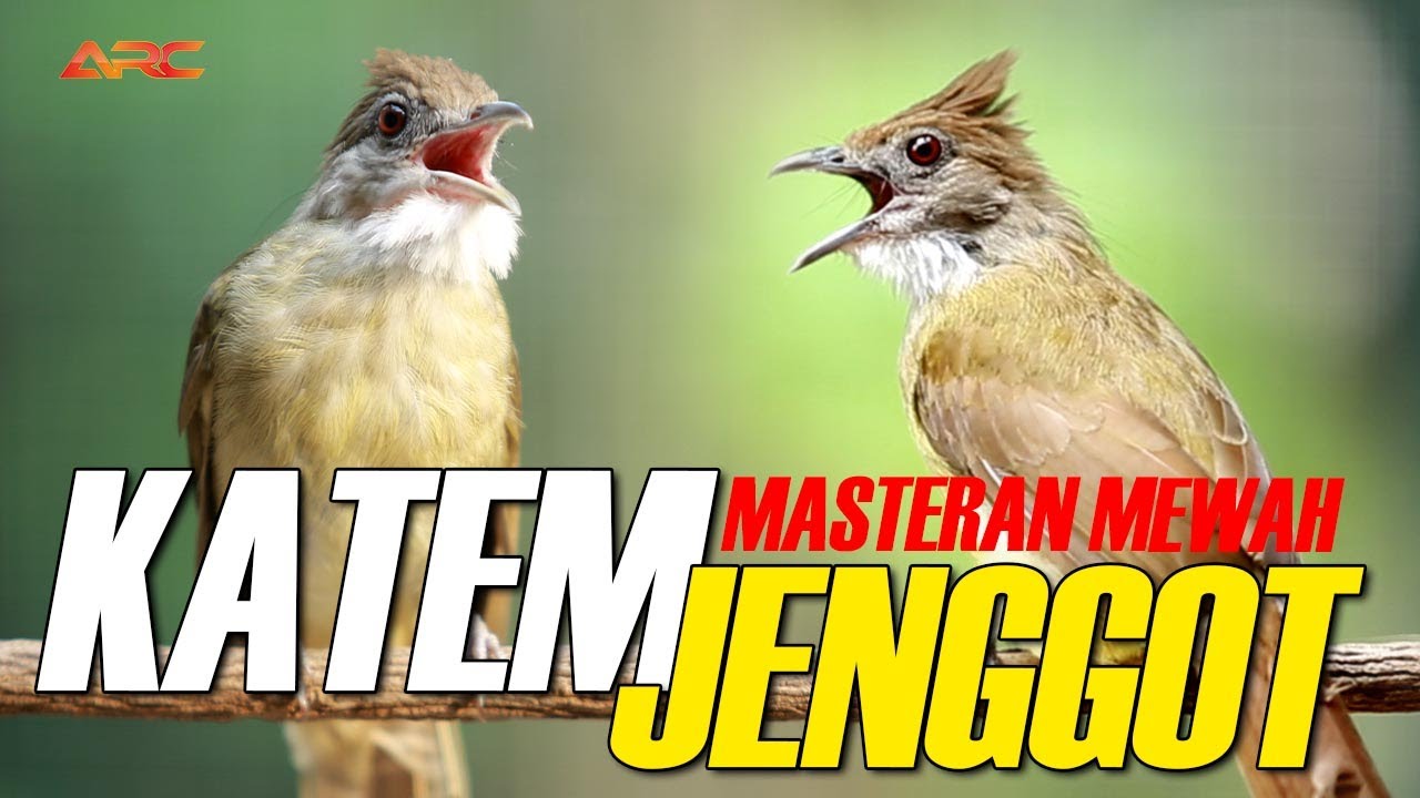 MASTERAN KAPAS TEMBAK VS CUCAK JENGGOT