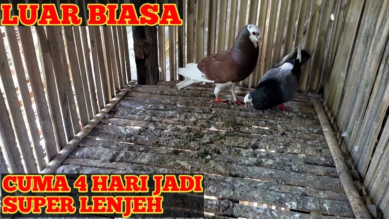 CARA MELENJEHKAN MERPATI BETINA PIYIK DENGAN CEPAT || 4 hari jadi super lenjeh