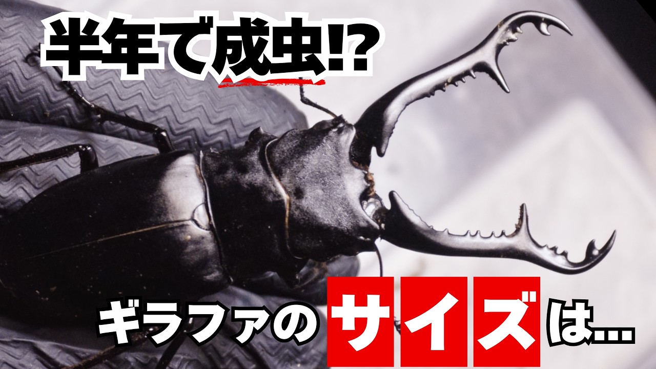世界最大のクワガタを半年で羽化させたらどんなサイズで羽化してくれるの？