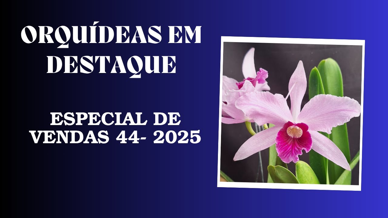 ORQUÍDEAS EM DESTAQUE - Especial de Vendas 44 - 2025 - CATTLEYA PURURATA ROSADA - fantástica.